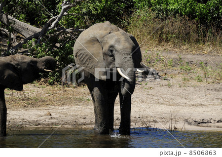 43132　象　チョベ国立公園 8506863