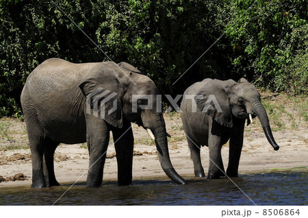 43133　象　チョベ国立公園 8506864