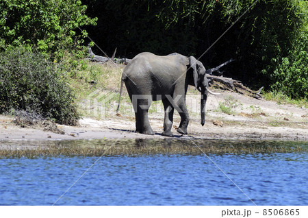 43134　象　チョベ国立公園 8506865