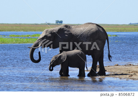 43141　象　チョベ国立公園 8506872