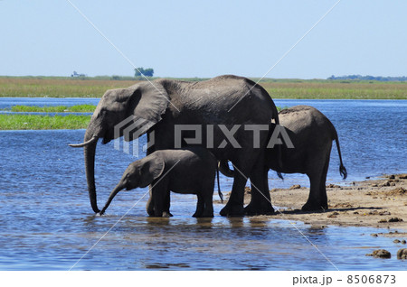 43142　象　チョベ国立公園 8506873