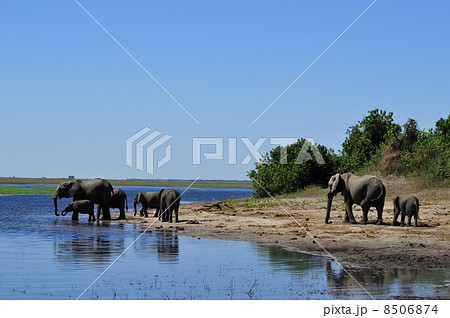 43143　象　チョベ国立公園 8506874