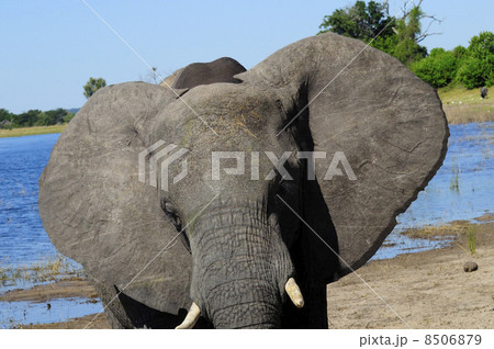 43148　象　チョベ国立公園 8506879