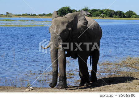 43149　象　チョベ国立公園 8506880
