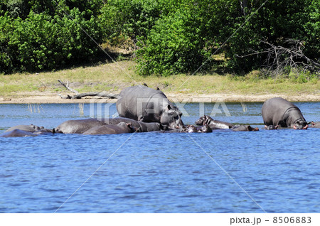 43153　カバ　チョベ国立公園 8506883