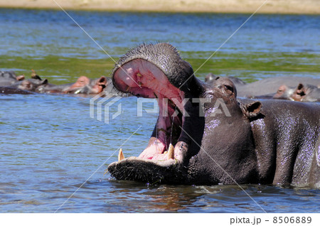 43159　カバ　チョベ国立公園 8506889