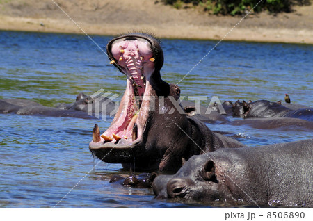 43160　カバ　チョベ国立公園 8506890