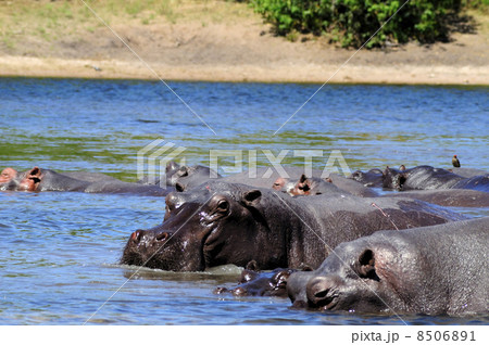 43161　カバ　チョベ国立公園 8506891