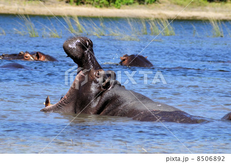 43162　カバ　チョベ国立公園 8506892