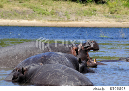 43163　カバ　チョベ国立公園 8506893