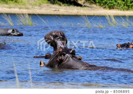 43165　カバ　チョベ国立公園 8506895