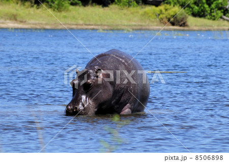 43168　カバ　チョベ国立公園 8506898