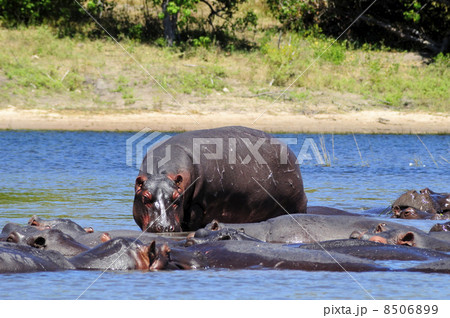 43169　カバ　チョベ国立公園 8506899