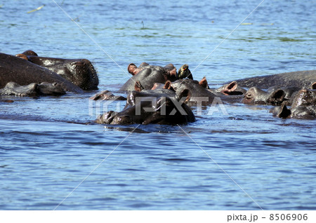 43177　カバ　チョベ国立公園 8506906