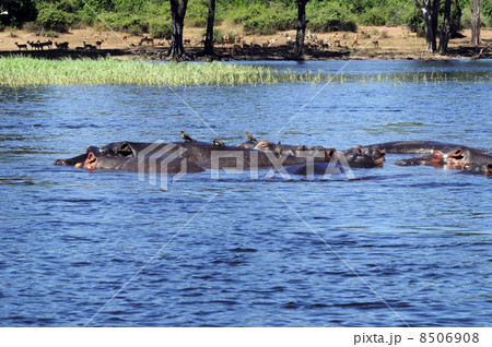 43181　カバ　チョベ国立公園 8506908