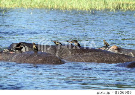 43182　カバ　チョベ国立公園 8506909