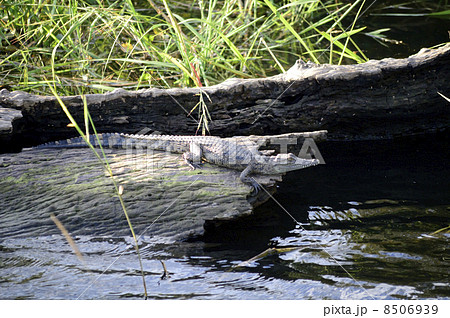 43208　ワニ　チョベ国立公園 8506939