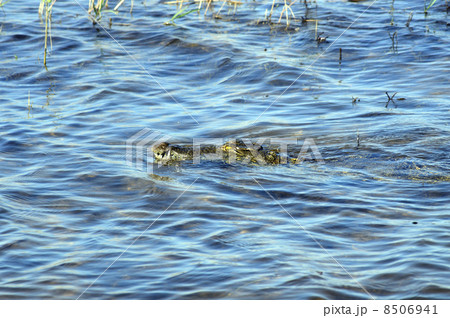 43210　ワニ　チョベ国立公園 8506941