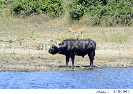 43218　水牛　チョベ国立公園 8506949