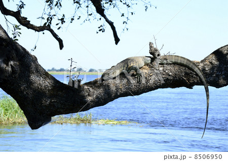 43219　トカゲ　チョベ国立公園 8506950