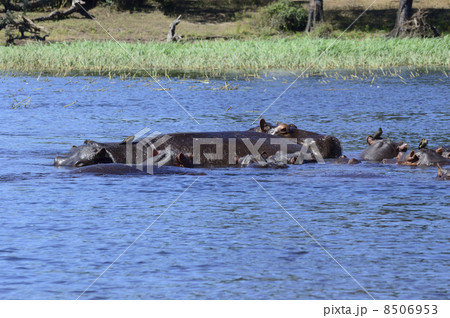 43221　カバ　チョベ国立公園 8506953