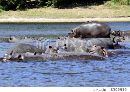 43224　カバ　チョベ国立公園 8506956