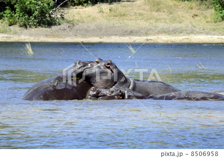 43226　カバ　チョベ国立公園 8506958