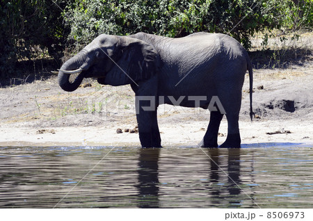 43241　象　チョベ国立公園 8506973