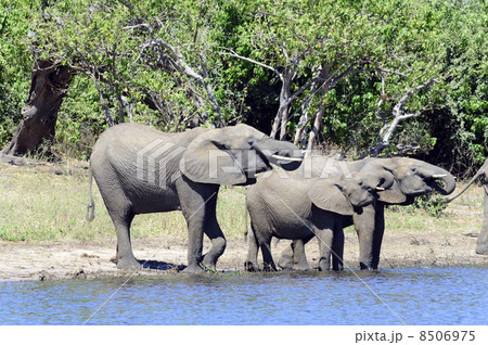 43243　象　チョベ国立公園 8506975