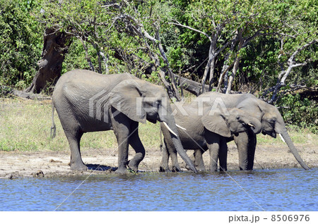 43244　象　チョベ国立公園 8506976