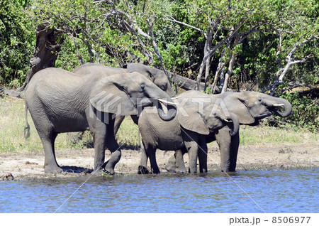 43245　象　チョベ国立公園 8506977