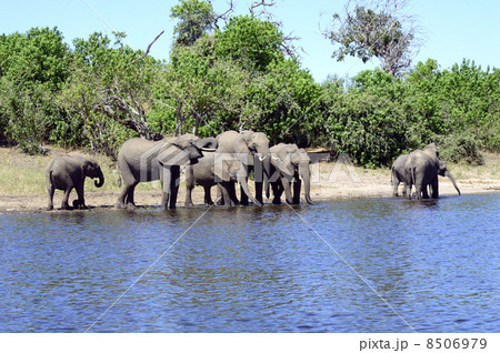 43247　象　チョベ国立公園 8506979