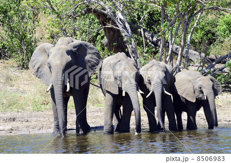 43251　象　チョベ国立公園 8506983