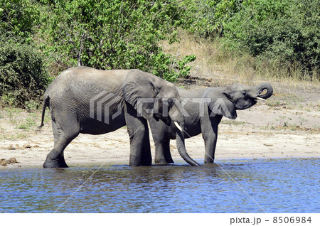 43252　象　チョベ国立公園 8506984