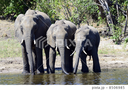 43253　象　チョベ国立公園 8506985