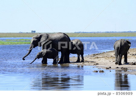 43257　象　チョベ国立公園 8506989