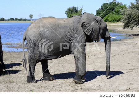 43261　象　チョベ国立公園 8506993