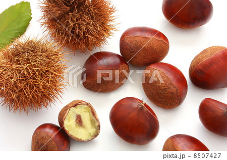 栗 イガ 葉 表面 栗 イガ 葉 表面 8507427