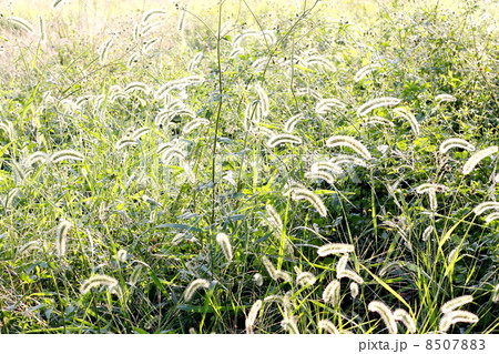 秋の野原 秋の野原 8507883