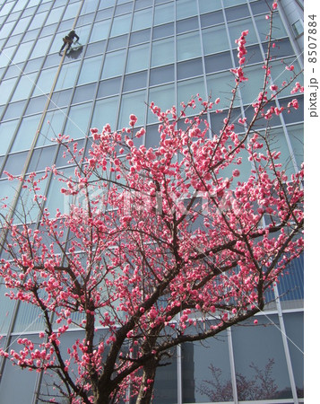 紅梅 紅梅 8507884