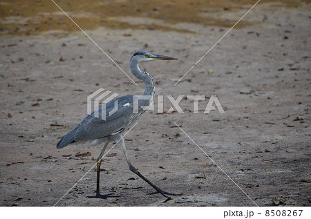 さっそうと歩く青鷺 さっそうと歩く青鷺 8508267