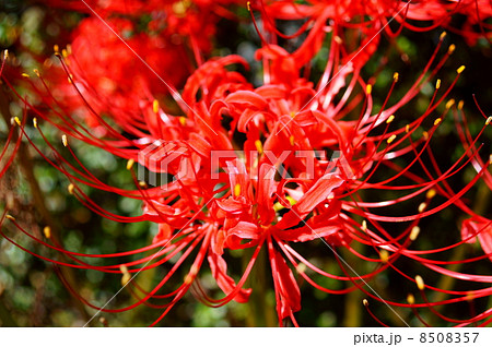 彼岸花 ヒガンバナ 花言葉 情熱 Spider Lilyの写真素材
