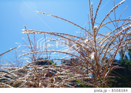 薄 ススキ 花言葉 心が通じる Japanese Pampas Grass の写真素材