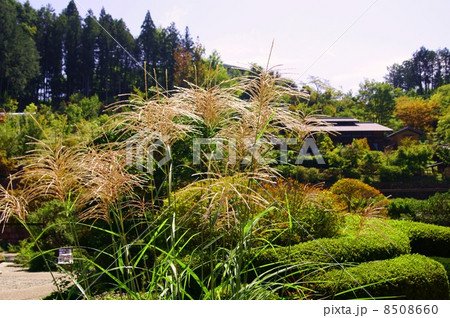 薄 ススキ 花言葉 心が通じる Japanese Pampas Grass の写真素材