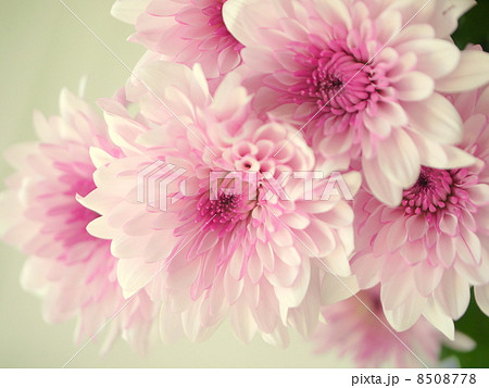 淡いピンクのマム　（アップ横位置） 8508778