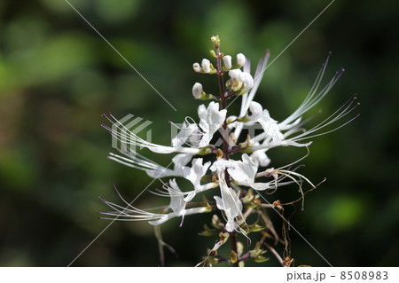 ネコノヒゲ ネコノヒゲ 8508983