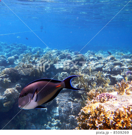 Tropical Sohal Surgeonfish in the Red Sea , Egypt 8509269