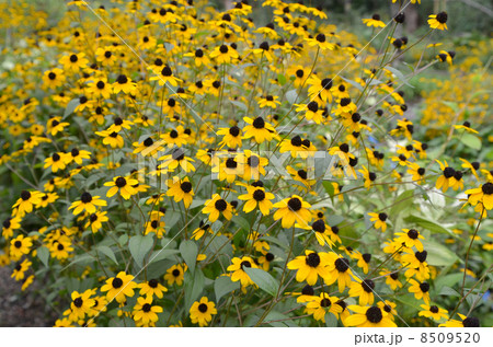 ルドベキア 8509520