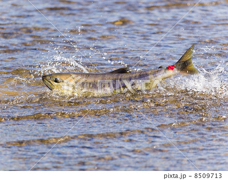 跳ねる鮭(浅瀬のメス) 跳ねる鮭(浅瀬のメス) 8509713