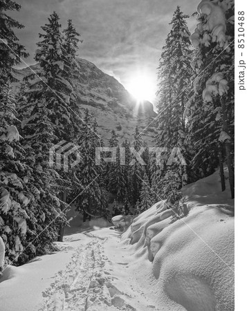 リギ山の登山道　スノーシュー 8510488